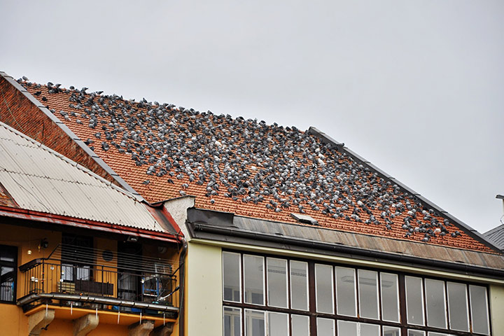 A2B Pest Control are able to install spikes to deter birds from roofs in Rickmansworth. 