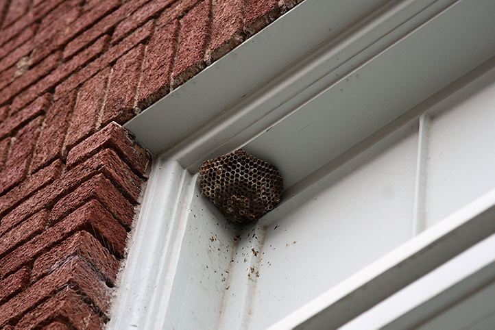 We provide a wasp nest removal service for domestic and commercial properties in Rickmansworth.